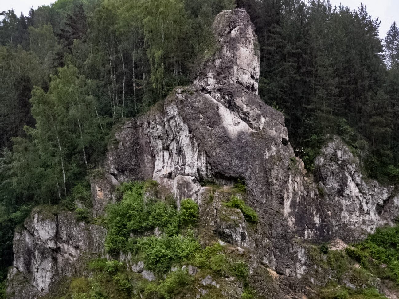Żabi Koń