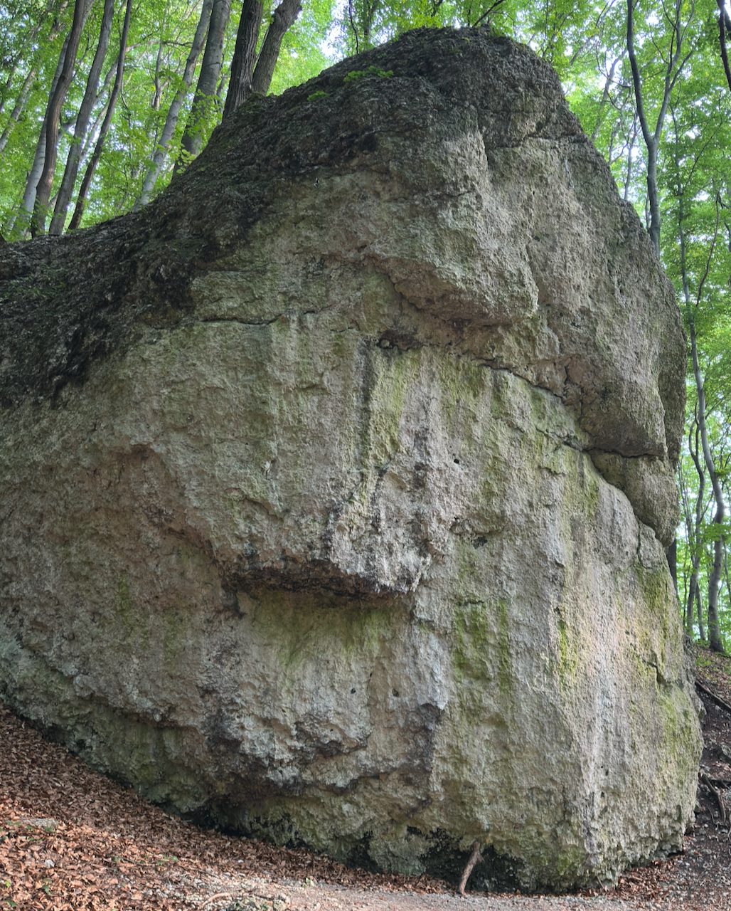 Brzuchata Turniczka